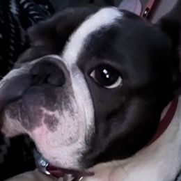 French Bulldogs from Tilly’s Frenchies