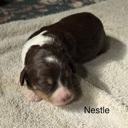 Nestle - Tri-color female Bernedoodle puppy in Royse City, Texas from Platinum Bernedoodles of Texas