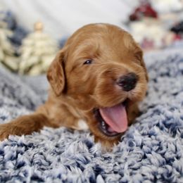 Bernedoodle, Goldendoodle, and Poodle Puppies from Raintree Standard Poodles & Mini Doodles