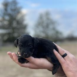 Grey collar male - Black tri-color male Aussiedoodle puppy in Fairmount, Georgia from Muscadine Meadows Farm