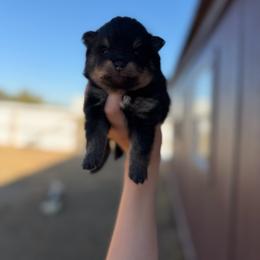 Spook - Black and tan male Pomeranian puppy in Nashville, Arkansas from Cuddles n Curls
