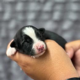 Black tri - Black tri male Miniature American Shepherd puppy in Osco, Illinois from Sonnenhügel Kennel, LLC