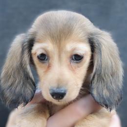 Dale - Cream female Dachshund puppy in Azle, Texas from American Dachshunds