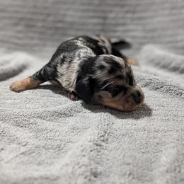 Sleepy - Black and tan male Dachshund puppy in Spring Hope, North Carolina from Hogan’s Lowrider Hounds