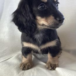 Dachshund Puppies from Vorhies Family Dachshunds