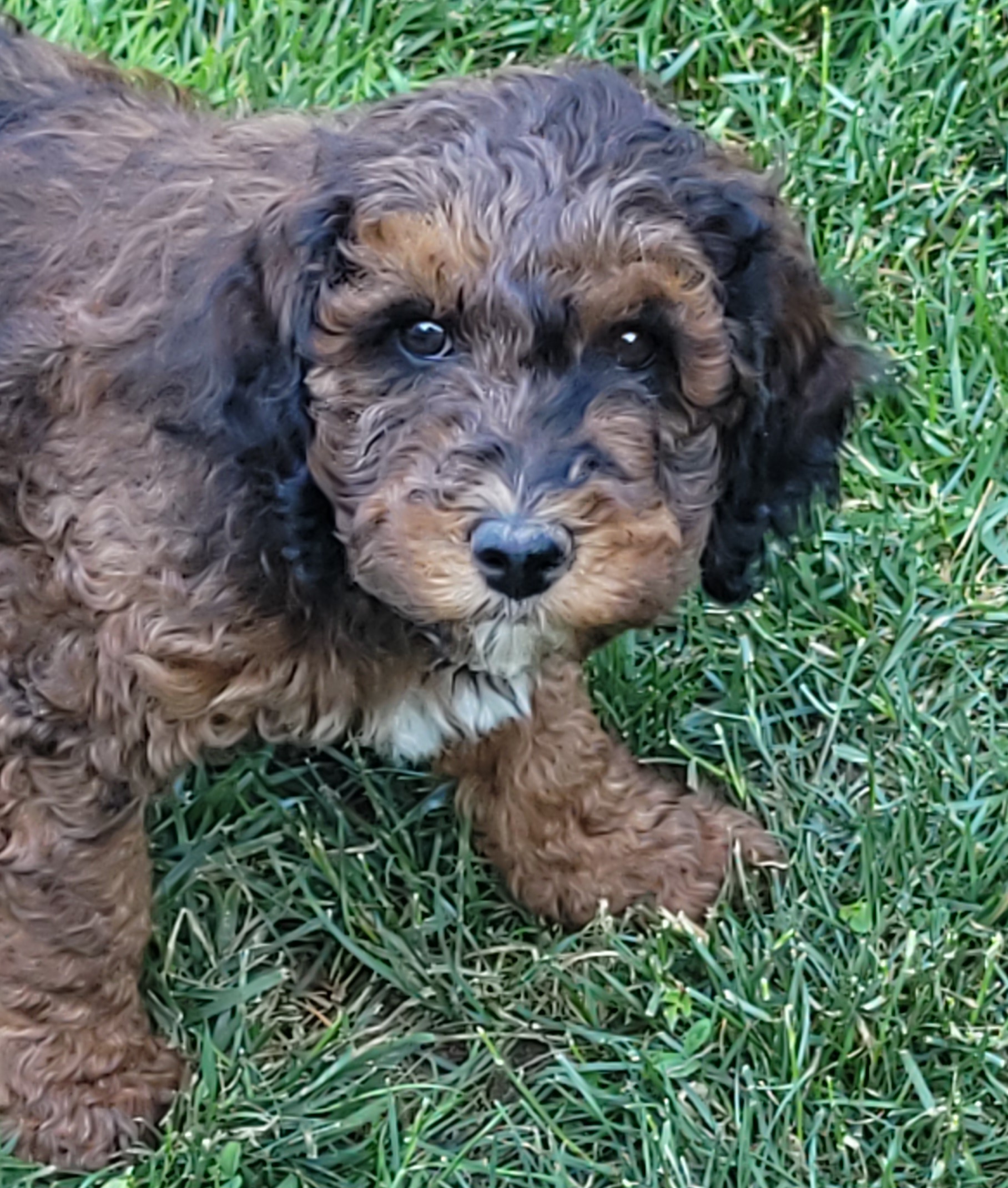 Australian Labradoodle Puppies from Golden Xpress Labradoodles