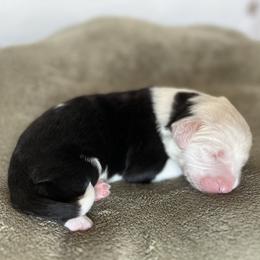 Moana - Grizzle female Old English Sheepdog puppy in Arizona from Jenn's Old English Sheepdogs