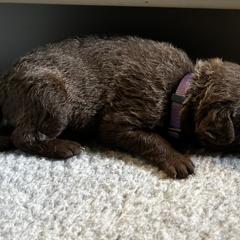 Girl 5 - Chesapeake Bay Retriever puppy from Rebecca's Chesapeake Bay Retrievers
