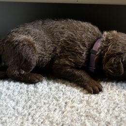Girl 5 - Chesapeake Bay Retriever puppy from Rebecca's Chesapeake Bay Retrievers