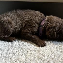 Girl 5 - Chesapeake Bay Retriever puppy from Rebecca's Chesapeake Bay Retrievers