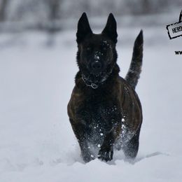 Free - Dutch Shepherd