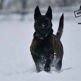 Free - Dutch Shepherd