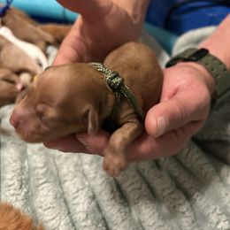 Goldendoodle Puppies from Lasting Legacy Family Dogs