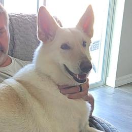 Sugar - White female German Shepherd puppy in Central Florida, Florida from Kaleidoscope German Shepherds