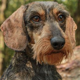 Nixie - Dachshund