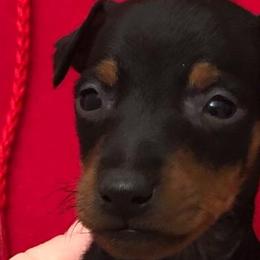Manchester Terriers from Burmack Manchester Terriers