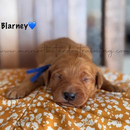 Blarney - Red  male Goldendoodle puppy in Lancaster, Minnesota from North Star Dog Training