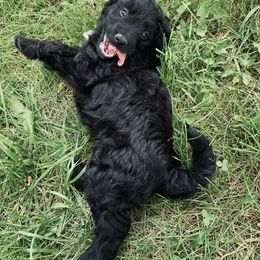 Aussiedoodle Puppies from Soap Creek Kennels