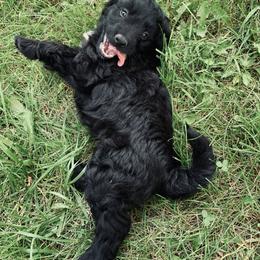 Aussiedoodle Puppies from Soap Creek Kennels