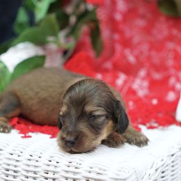 PETALS - Reserved - Red female Dachshund puppy in Graceville, Florida from Misty's 101 Doxies