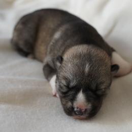 Isla - Agouti and white female Siberian Husky puppy in Wiscasset, Maine from Running with Huskies