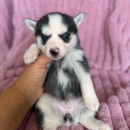 Matilda - Blue female Pomsky puppy in Aberdeen, Idaho from Willow Creek Cresteds