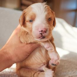 Boy 4 - male Bernedoodle puppy in Gilbert, Arizona from 5280 Bernedoodles