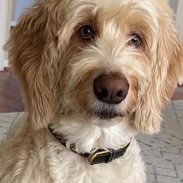 Labradoodles from Kamga Labradoodles