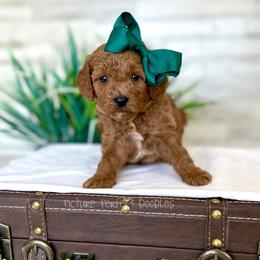 Green Collar - Red female Cavapoo puppy in St George, Utah from Picture Perfect Doodles