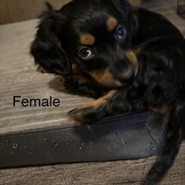 Sweetie - Black and tan female Dachshund puppy in Smyrna, Tennessee from Sias Select Dachshunds