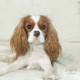 MAUI - Cavalier King Charles Spaniel