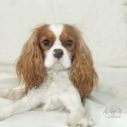 MAUI - Cavalier King Charles Spaniel