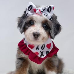 Lyric - Blue merle female Bernedoodle puppy in Fleming, Colorado from Vandenbark Doodles