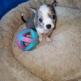 Chihuahua Puppies from Maldonado Pet Life Breeder LLC.