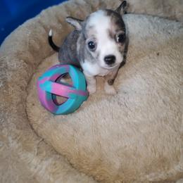 Chihuahua Puppies from Maldonado Pet Life Breeder LLC.
