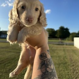 Otis - Cream male Dachshund puppy in Mc Alester, Ok, Oklahoma from New Hope Miniature Dachshunds
