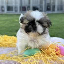 Girl 1 - Red and white female Shih Tzu puppy in Calimesa, California from Little Mountain’s Shih Tzus
