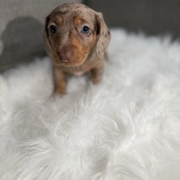 Emma - Dapple female Dachshund puppy in Anaheim, California from SoCal Mini Dachshunds