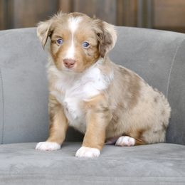 JADON - Red merle male Miniature American Shepherd puppy in Bixby, Oklahoma from Roeboat Aussies