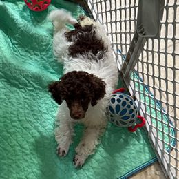 Cross- Dark blue - Brown male Poodle puppy in Lufkin, Texas from Texas Kissed K9s