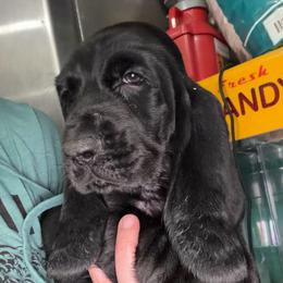Shadow-Turquoise - Black and white female Basset Hound puppy in Pflugerville, Texas from Mountain Mama Bassets