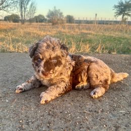 Boy 1 - Mudi puppy from Graves Farm Mudi