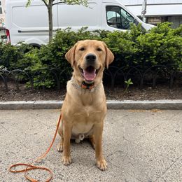 Labrador Retriever All Grown Up from Climbing Stone Labradors