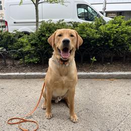 Labrador Retriever All Grown Up from Climbing Stone Labradors