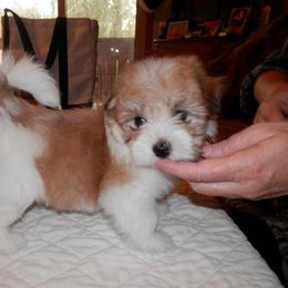 Havanese Puppies from Justamere Havanese