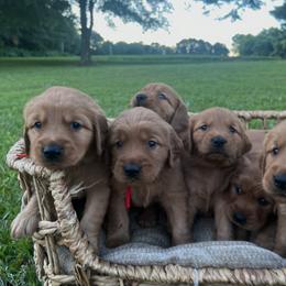 Golden Retriever Puppies from Shupe’s Sweet Southern Goldens