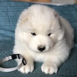 Samoyed Puppies from Morning Star Samoyeds