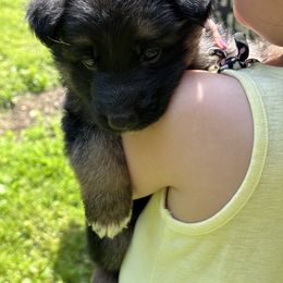 German Shepherd Puppies from Casale Shepherds