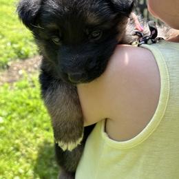 German Shepherd Puppies from Casale Shepherds