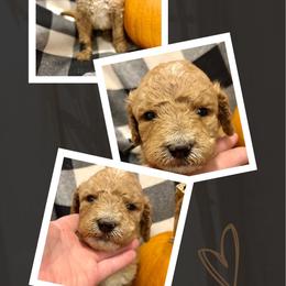 Flint - Apricot male Goldendoodle puppy in Bluefield, Virginia from Love on a Leash